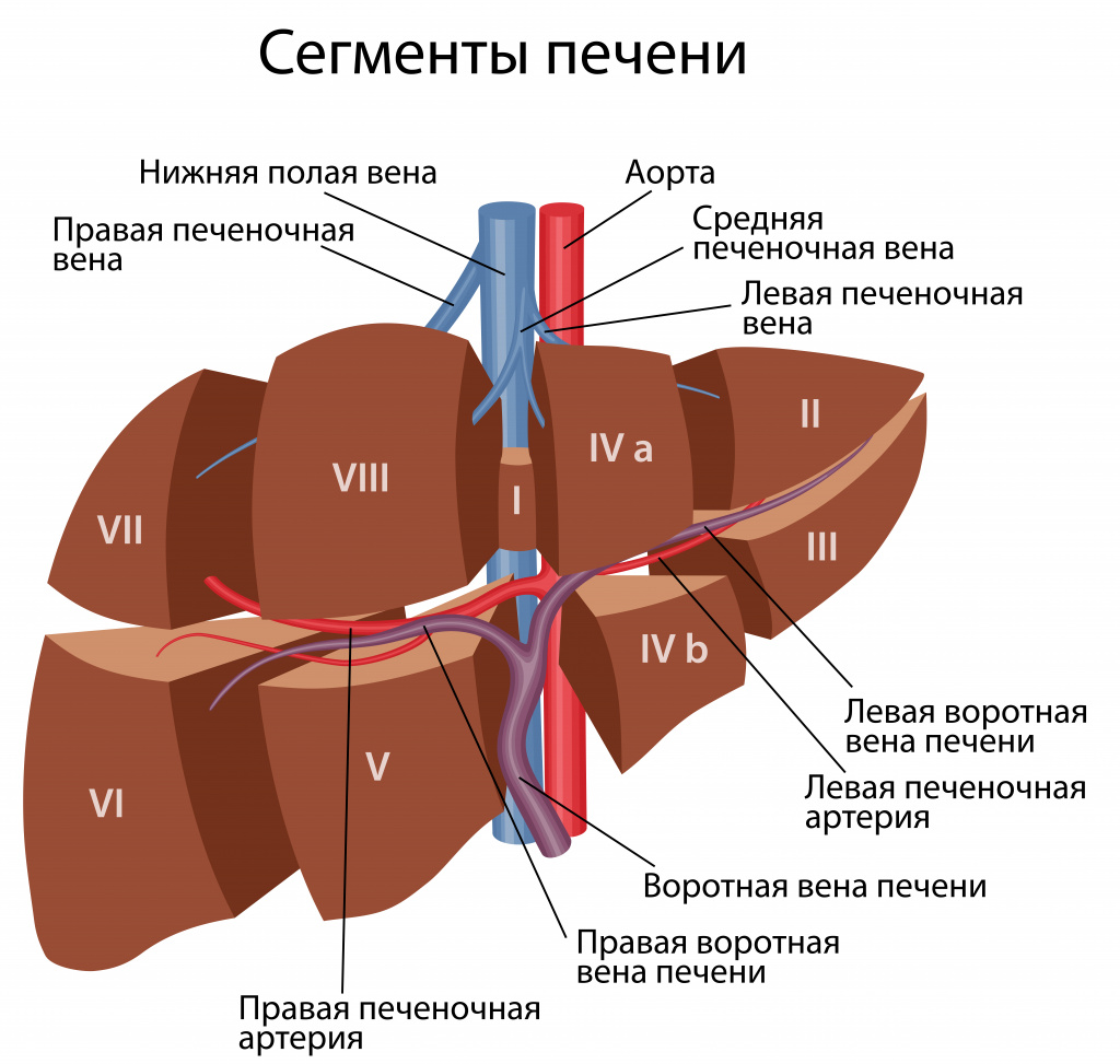 Метастазы рака в печень